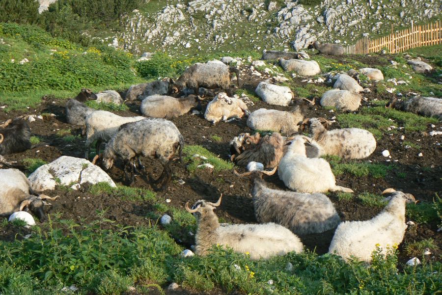 Ovce na Lokvici